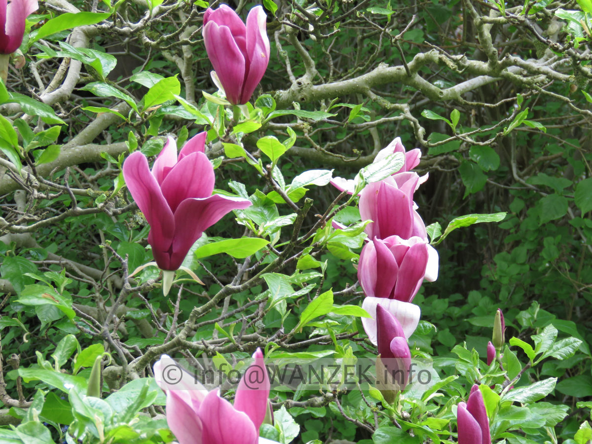 Magnolia liliiflora Nigra 10.JPG
